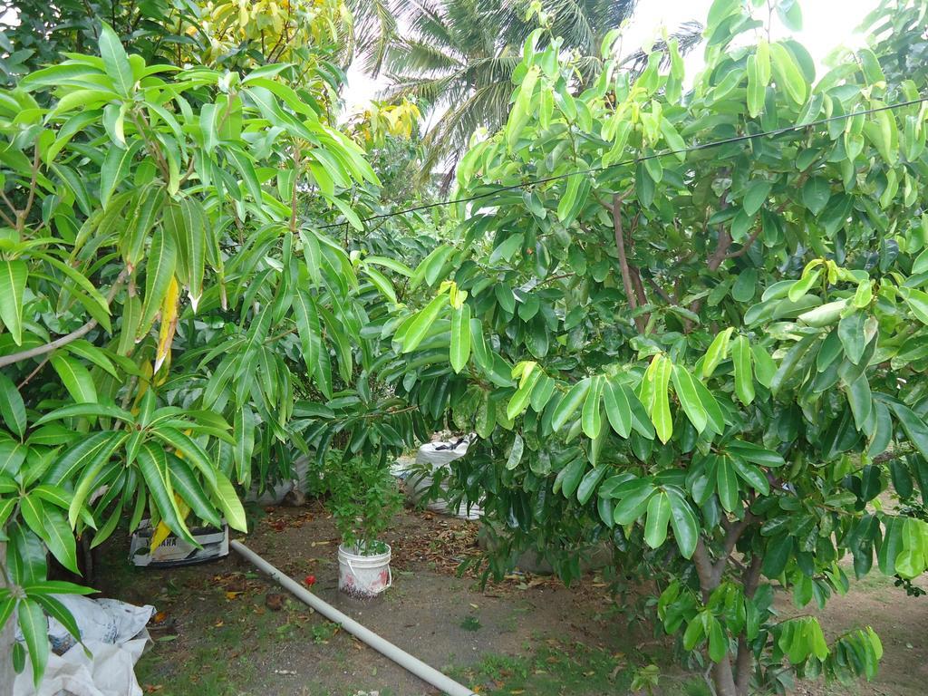 Posada Sunshine Paradise Providencia Island Exterior foto